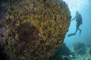 LCandisani_CSOL_Ilha_Buzios_Ilhabela_2Fev23-32